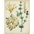 thumbnail image 2 of Vess, June Erica 15x18 Black Ornate Wood Framed with Double Matting Museum Art Print Titled - Vintage Sea Fronds II, 2 of 4