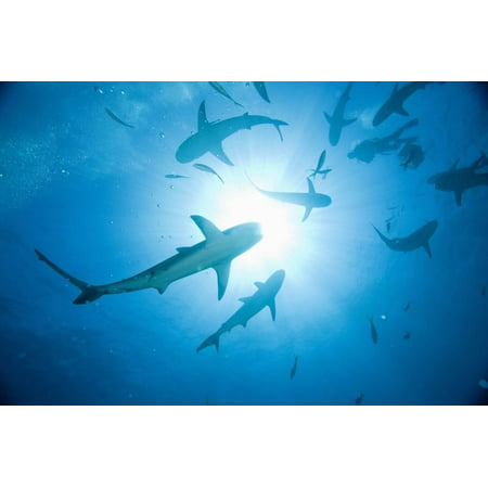 Scuba Diver and Caribbean Reef Sharks at Stuart Cove's Dive Site Print Wall Art By Paul
