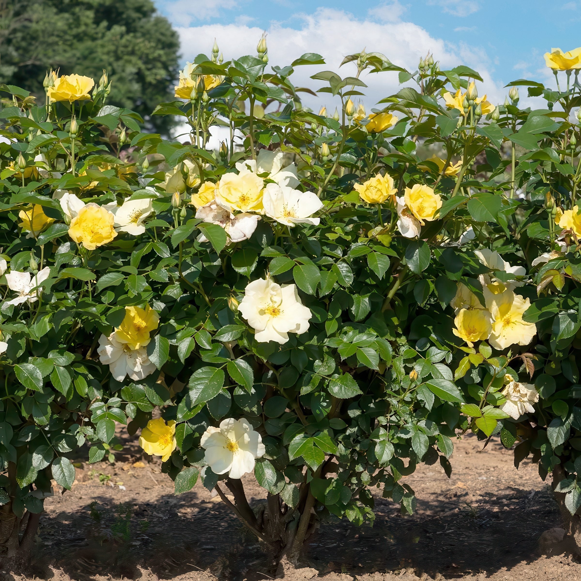 National Plant Network 3 gal. Knock Out Rose Easy Bee-zy