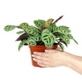 thumbnail image 6 of Calathea Burle Marx (4"+ Plastic Pot) - Easy to Care Houseplant for Beginners - Best Houseplant for Home Decoration, 6 of 6