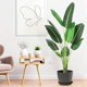 thumbnail image 5 of 48 - 60/48 pulgada artificial faux banana leaf plant con pot: 5 - foot upright plant con 8 trunks para home y oficina greenery decoration, 5 of 5