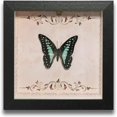 thumbnail image 1 of HUGFEGWE Butterfly Specimens in Shadow Box Butterflies Insect Specimen Real Butterfly Framed Home Decor Ornament for Wall Shelf Table Display Aesthetic Handmade Craft Gift CA919-133407, 1 of 7