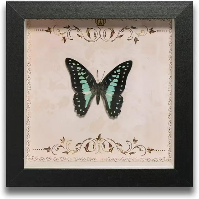 HUGFEGWE Butterfly Specimens in Shadow Box Butterflies Insect Specimen Real Butterfly Framed Home Decor Ornament for Wall Shelf Table Display Aesthetic Handmade Craft Gift CA919-133407