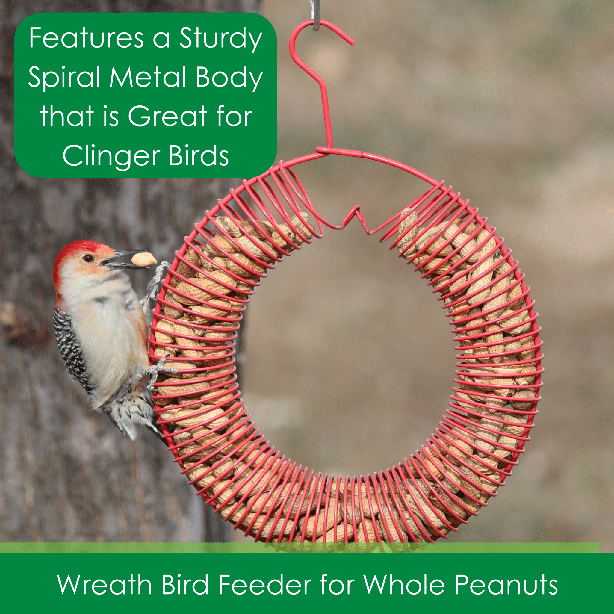Songbird Essentials Bird Feeder Squirrel Feeder Whole Peanuts Wreath Red
