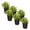 Lemon Balm, variant on Live Aromatic and Healthy Herb - Eucalyptus (6 Per Pack) - Natural Air Purifier - 8" Tall by 3" Wide in 1 Pint Pot