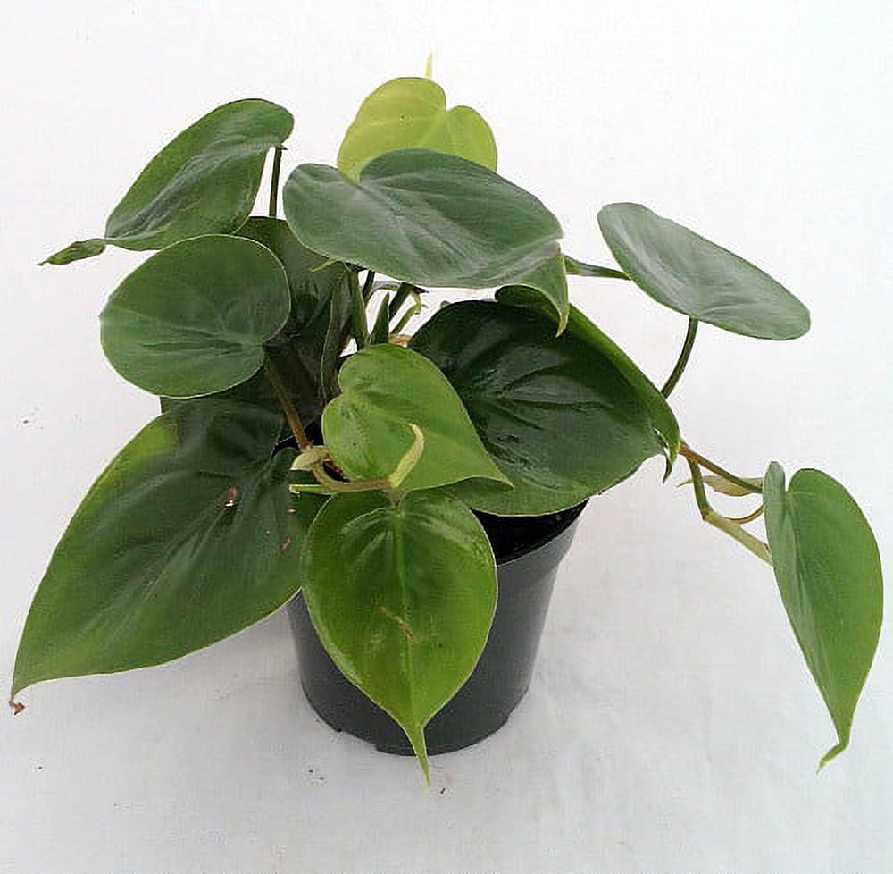 Hirt's Gardens Heart Leaf Philodendron - Easiest House Plant to Grow - 4" Pot - image 2 of 4