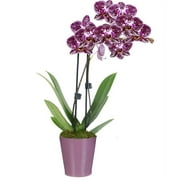 From You Flowers - Paradise Purple Orchid for Birthday, Anniversary, Get Well, Congratulations, Thank You