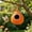 Orange, variant on 5.91x5.51x5.51in Hanging Bird Hut, Wenini Natural Fiber Rope Bird House for Cockatiel Budgie Parakeet, Warm Cozy Feathered Shelter for Small Birds for Garden Balcony Patio with Woven Hanging Strap,