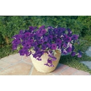 Expert Gardener No Shade Pt Petunia Wave