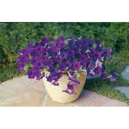 Expert Gardener No Shade Pt Petunia Wave