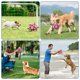 thumbnail image 4 of Pelota de fútbol para perros Diman, juguete interactivo para perros pequeños y medianos, 4 of 7