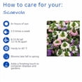 thumbnail image 6 of Expert Gardener 1.5G Scaevola Assorted Colors Live Plant Hanging Basket Full Sun, 6 of 7