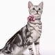 thumbnail image 3 of Collar de nailon con lazo para perro y gato con flor de geranio y cascabeles de perla., 3 of 5