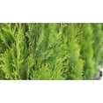 thumbnail image 2 of 1 Gallon (3.8L) Evergreen Mix 6 Pack, 2 of 6
