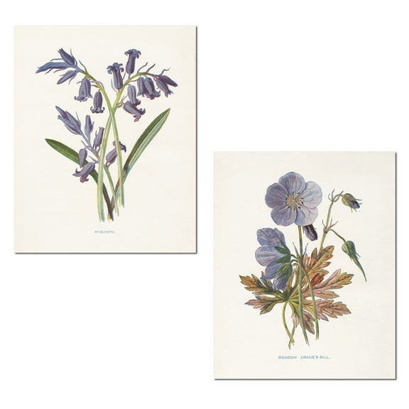 Lovely Old-Fashioned Botanical Meadow Cranes-Bill and Hyacinth Set by Gwendolyn Babbitt; Floral Decor; Two 11x14in Poster Prints