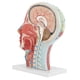 thumbnail image 1 of Modelo anatómico ANGGREK de la cabeza Médico humano tamaño natural, 1 of 8