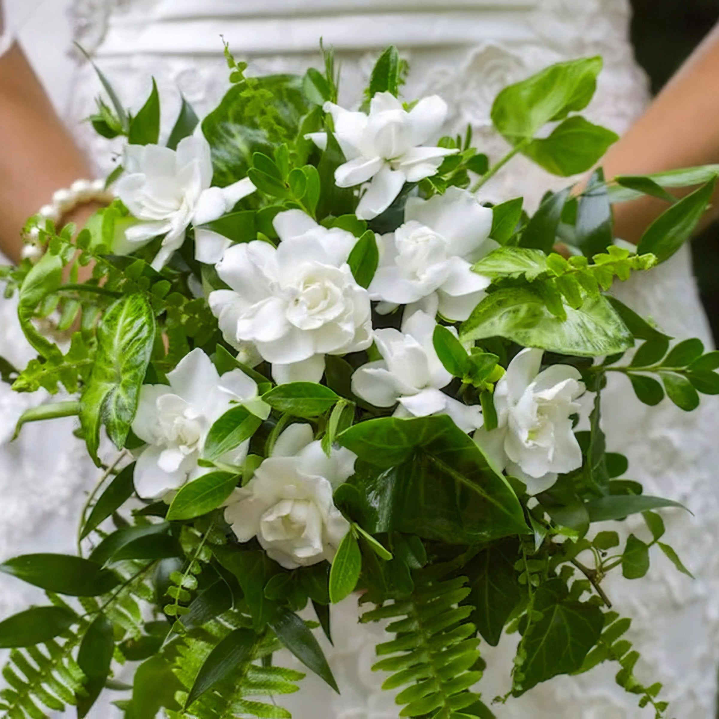 National Plant Network 3 gal. Gardenia Jubilation Live Shrub