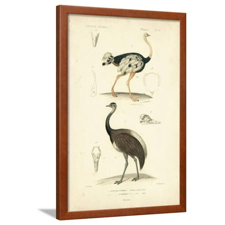 Antique Ostrich - Antique Ostrich Study Framed Print Wall Art By N. Remond