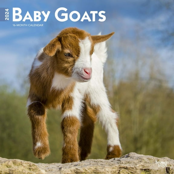 Baby Goats | 2024 12x24" (Hanging) Square Wall Calendar | BrownTrout
