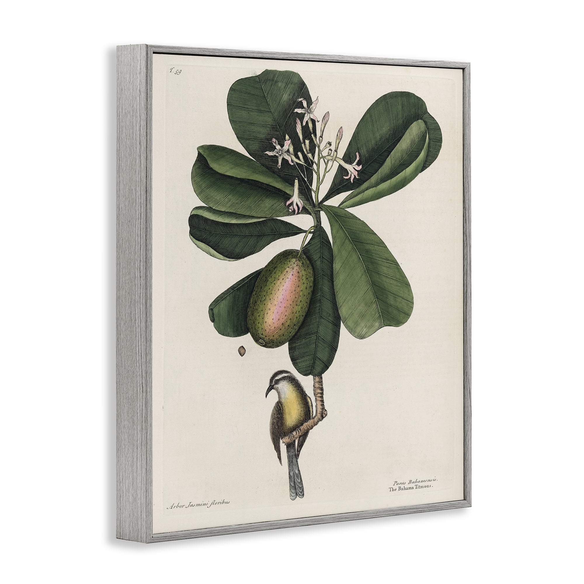 Stupell Industries Catesby Flora & Fauna Gray Framed Giclee Art, design by Print Collection