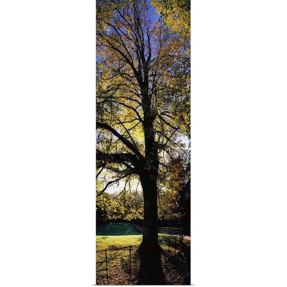 Great BIG Canvas | Rolled The Irish Image Collection Poster Print entitled Trees During Autumn