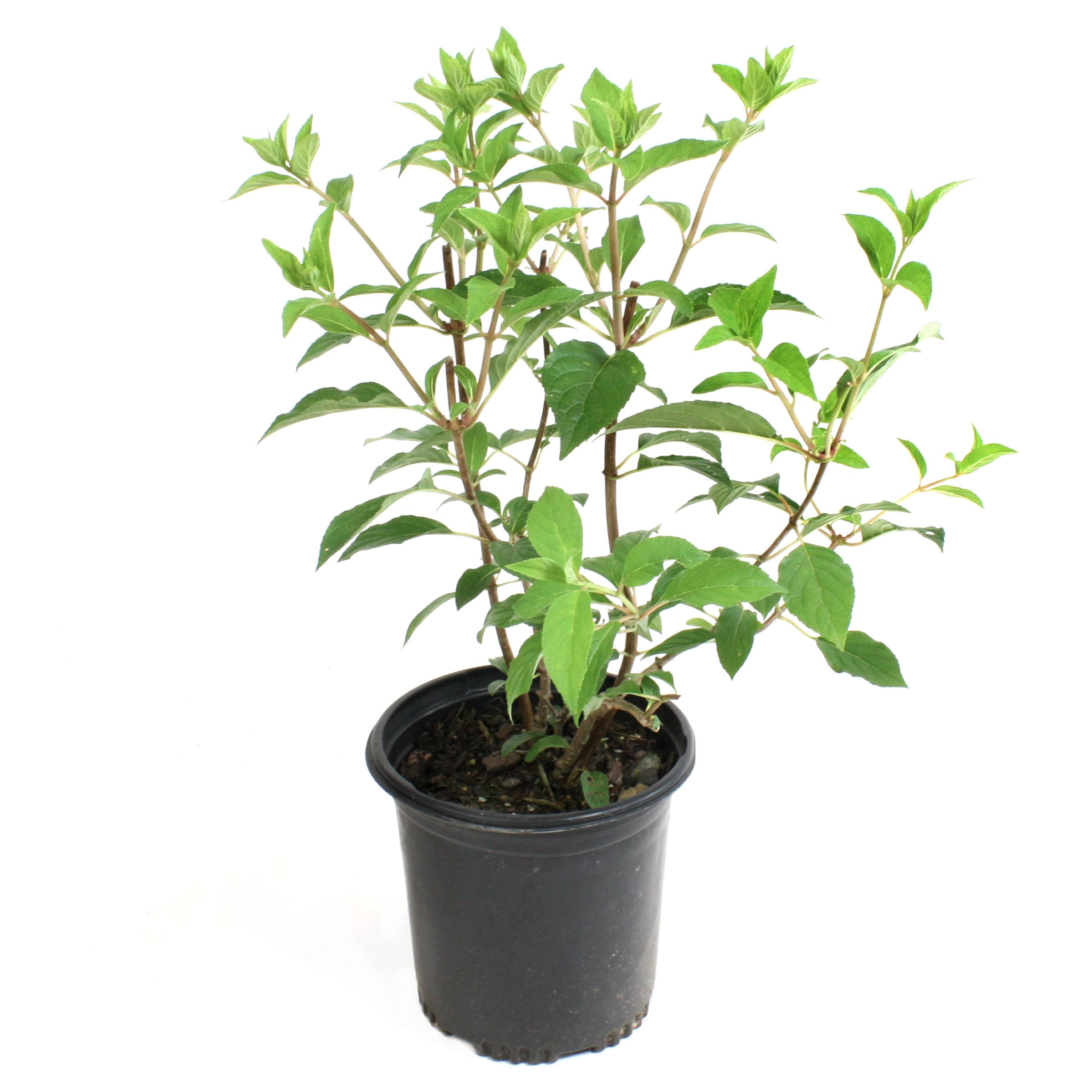 National Plant Network 3 gal Hydrangea Sweet Starlight Live Shrub Full Sun with White and Pink Flowers