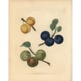 thumbnail image 2 of Plum Varieties, Prunus Domestica Poster Print By ® Florilegius Mary Evans (24 X 36), 2 of 4