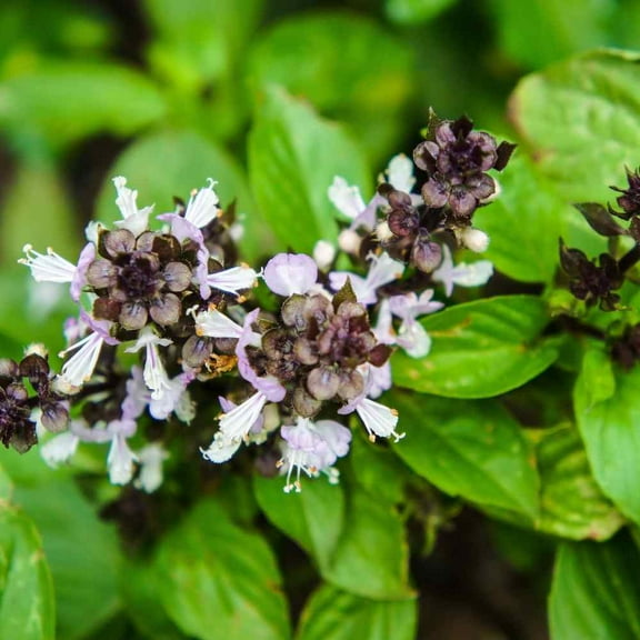 Basil Seeds - Holy Basil Herb Seed - 2000 Seeds