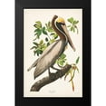thumbnail image 2 of Audubon, John James 13x18 Black Modern Framed Museum Art Print Titled - Pl 251 Brown Pelican, 2 of 5