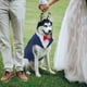 thumbnail image 5 of Set de traje de esmoquin y pañuelo Kuoser para perros grandes, 5 of 7