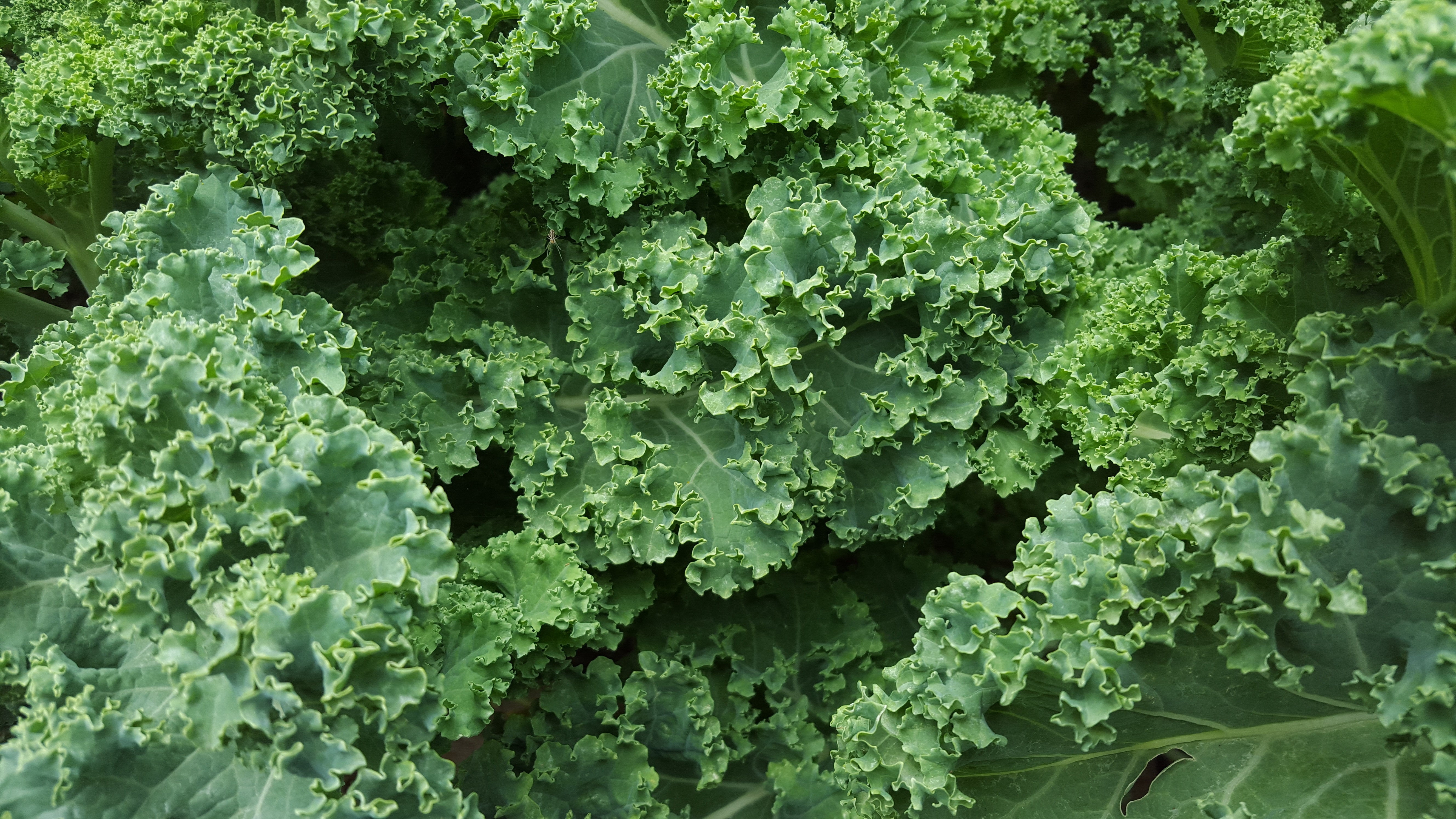 Hale Habitat & Seed Kale Food Plot Seed, 5 lbs