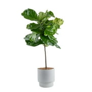 Costa Farms Live Indoor 3 to 4 Feet Tall Green Fiddle Leaf Fig; Bright, Indirect Sunlight Plant in 9.25in. Mid-Century Modern Planter