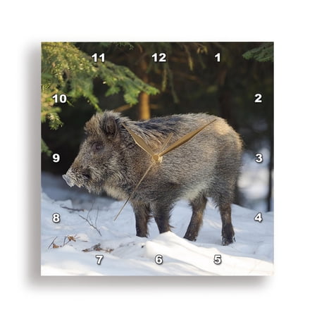3dRose, Germany. Wild boar in winter forest. National Park Bavarian Forest., 15x15 Wall Clock