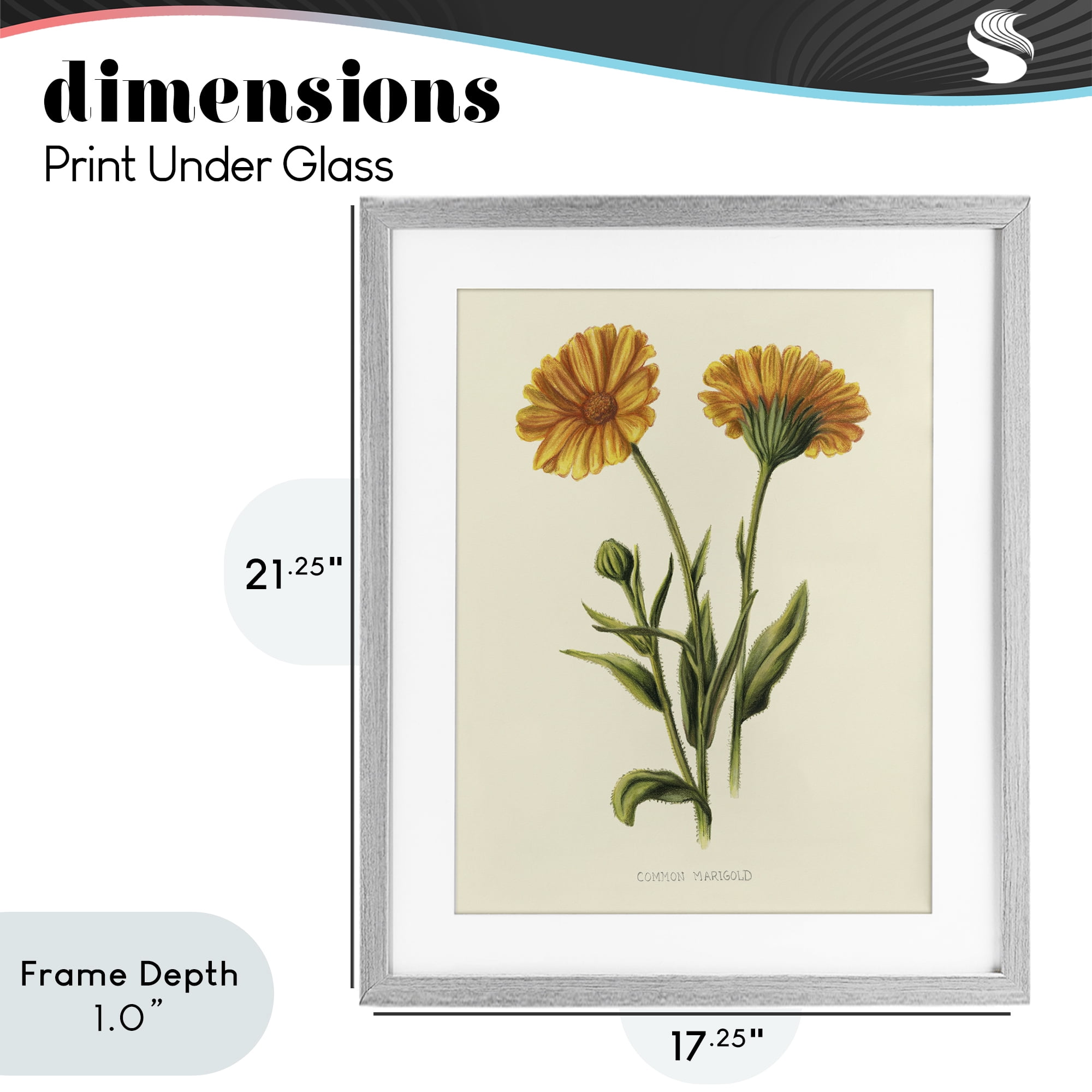 Stupell Industries Twin Marigold Blooms Gray Framed Print Under Glass, design by Connie Resch