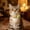 Yellow, variant on Outdor Reflective Cat Collar With Breakaway Buckle For Outdoor Use Adjustable Soft Nylon Necklace Lost Escape Proof