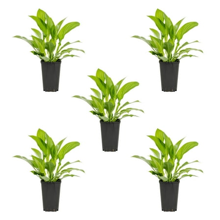 Expert Gardener 1QT Green Hosta Live Perennial Plant Shade 5-Pack