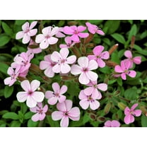 250 TALL SOAPWORT Saponaria Hispanica syn. Saponaria Vaccaria Cowcockle Prairie Carnation Cow Herb Pink Flower Seed