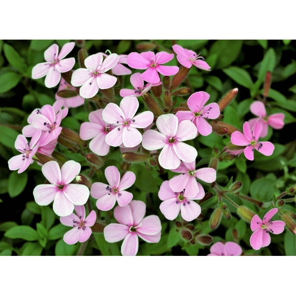 250 TALL SOAPWORT Saponaria Hispanica syn. Saponaria Vaccaria Cowcockle Prairie Carnation Cow Herb Pink Flower Seed