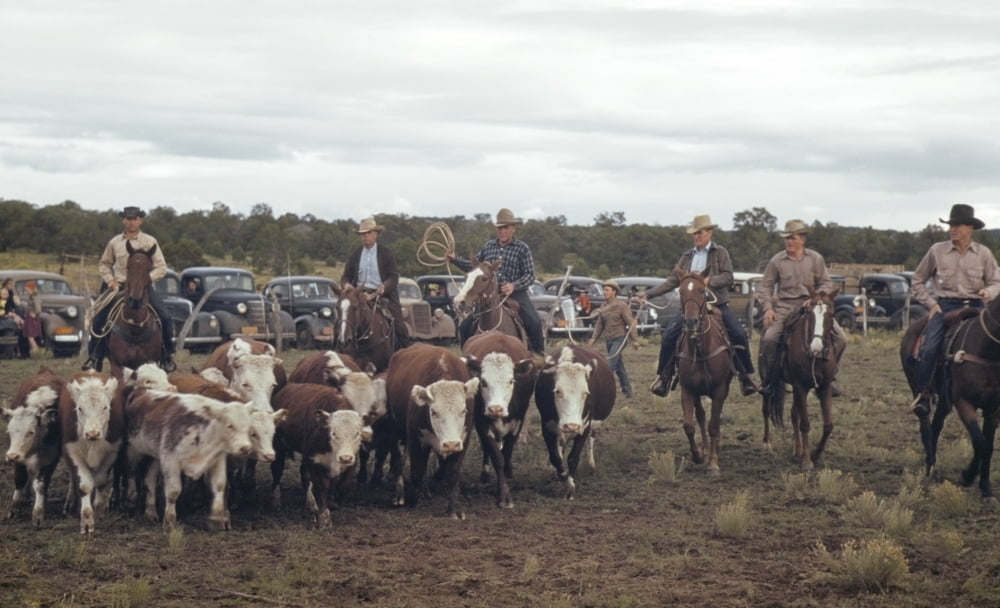 New Mexico Rodeo 1940. Nmen Driving Calves Into The Corral For Roping