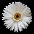thumbnail image 2 of Christensen, Jim 12x12 White Modern Wood Framed Museum Art Print Titled - White Gerber Daisy, 2 of 4