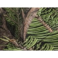 thumbnail image 4 of Ambesonne Antlers Quilted Bedspread Set 3 Pcs, Evergreen Branch Deer, King Size, Fern Green Umber, 4 of 5