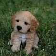 thumbnail image 5 of Hi-Line Gift Ltd Sitting Cockapoo Puppy, 6", 5 of 5