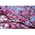 thumbnail image 4 of Alabama Picture Archive 24x17 Black Modern Wood Framed Wall Art Titled - Flowering Redbub Tree Alabama I, 4 of 6