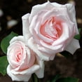 thumbnail image 2 of Heirloom Roses - Bride's Dream Hybrid Tea Rose Plant - Nearly Thornless Rose Bush, 2 of 3