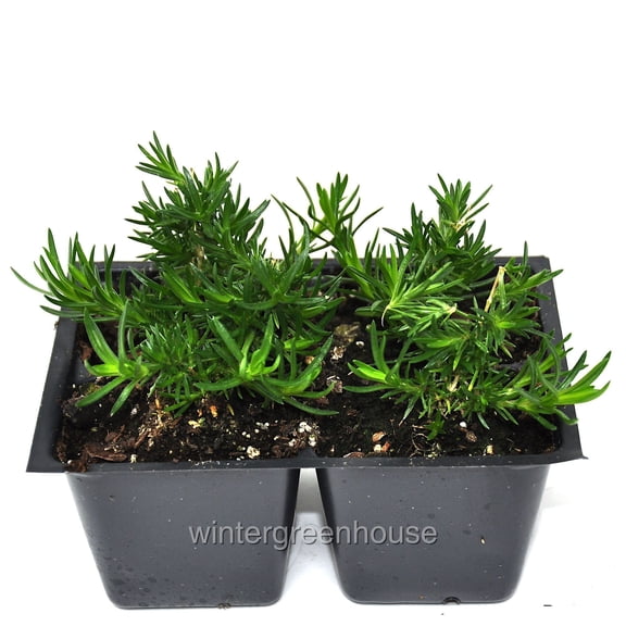 Phlox Subulata, Emerald Pink, Creeping Phlox, Moss Phlox - Pot Size: 4x 2.63x1.72x2.75" - Flowering Plants, Ground Cover Plants
