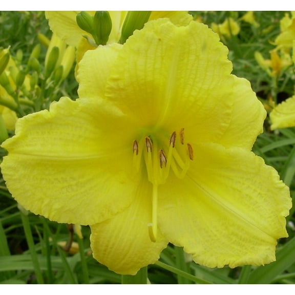 Happy Returns Daylily - 1 Gallon Perennial