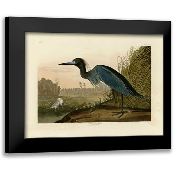 Audubon, John James 14x11 Black Modern Framed Museum Art Print Titled - Blue Crane or Heron
