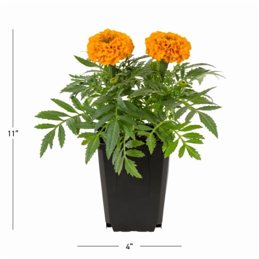 Expert Gardener 1PT Orange Marigold Live Annual Plant Sun 6-Pack