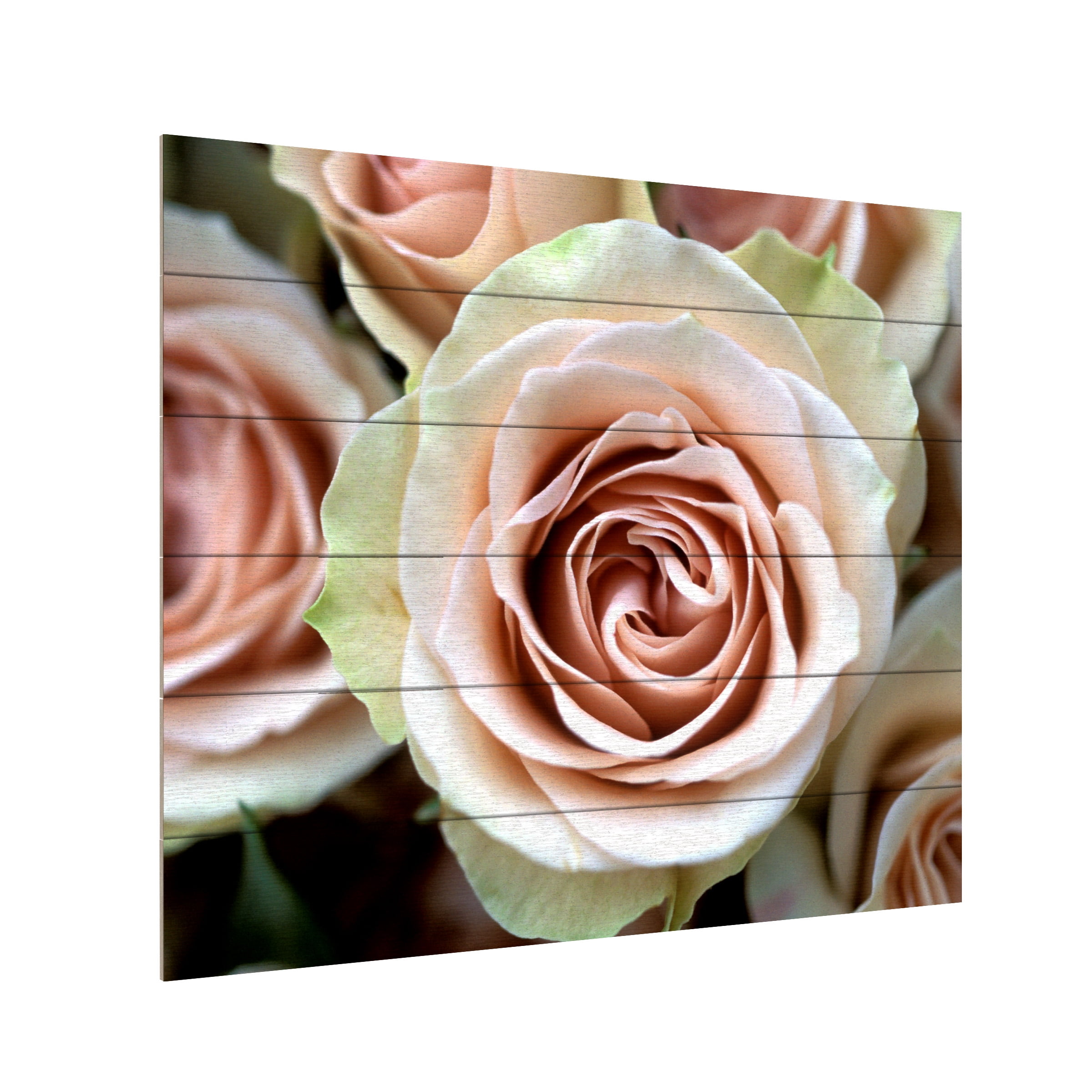 Trademark Fine Art 'Pale Pink Roses' Wooden Wall Art Art by Kathy Yates