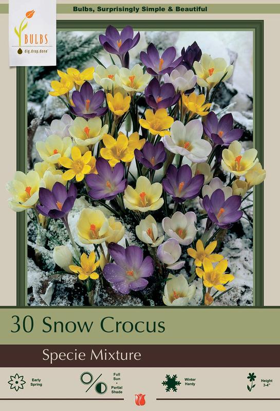 Snow Crocus Mix Specie 30 Bulbs Ideal for Rockgardens 5/+ cm